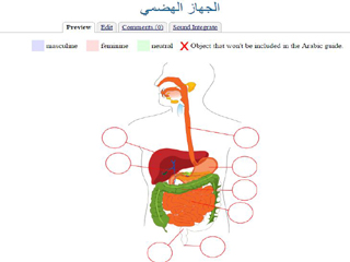 The Digestive System (Vocabulary)