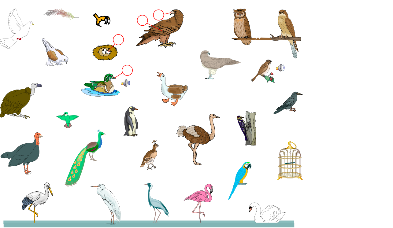 Birds (Vocabulary)