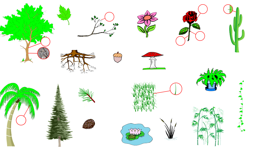 Plants (Vocabulary)