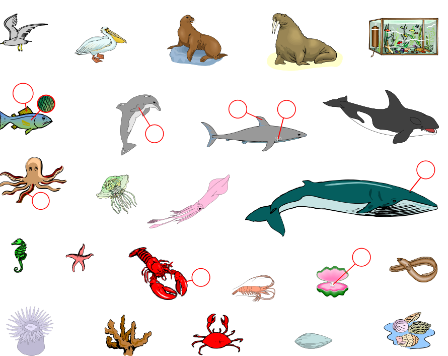Sea Animals (Vocabulary) | Aldaad Arabic Culture and Language Resources